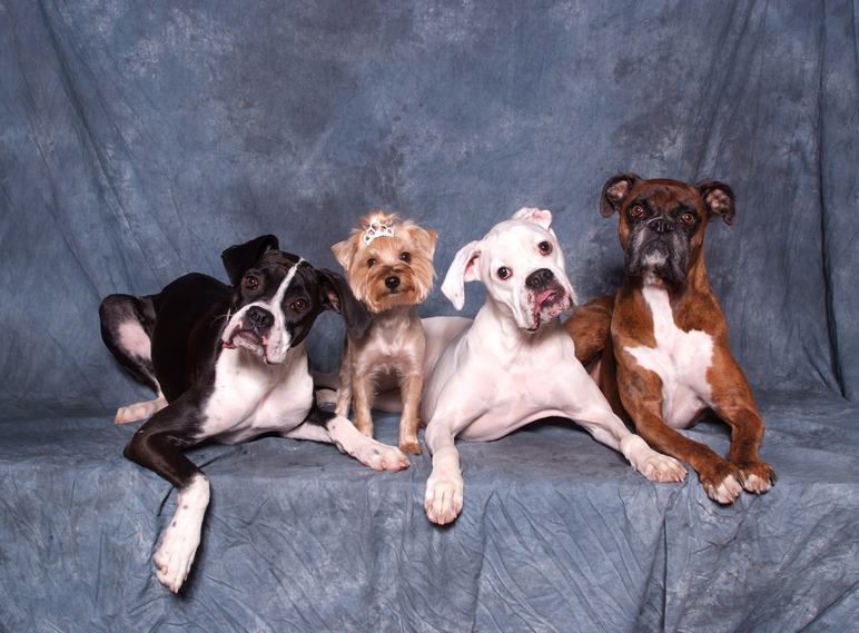 therapy dogs at christmas celebration