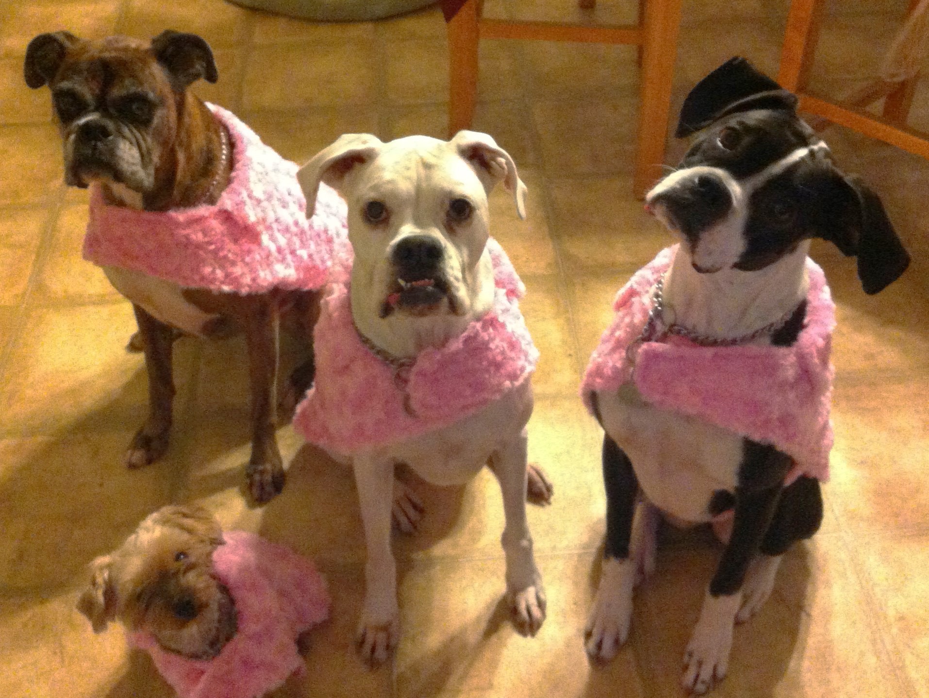 lucy bell, roxie rae, derby dumpling, and pixie lou sporting matching pink sweaters hand made by lisa