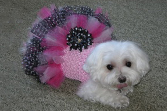 maltise puppy wearing her 50's inspired princess tutu