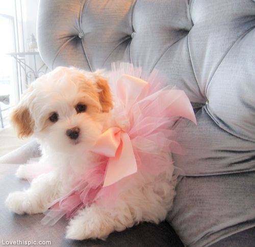 bicheon puppy adorned in a fresh peach princess tutu