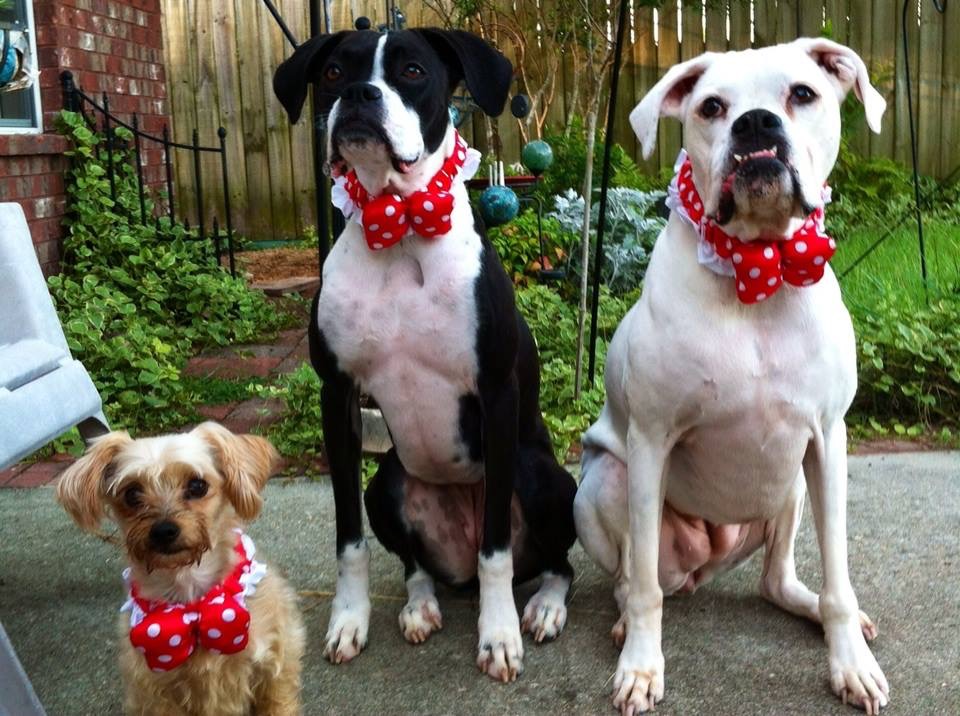 pixie lou roxie rae and derby dumpling in their stunning red bowties