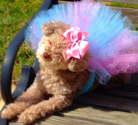 happy puppy wearing a soft rainbow tutu
