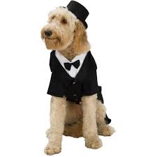 a handsome fur man looking dapper in his tux