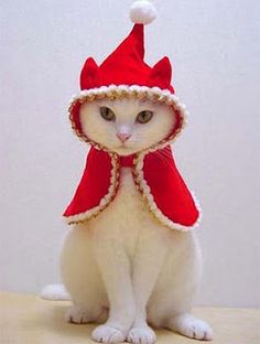 sweet white kitty ready for the snow in her stylish red wrap