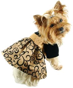 a yorkie baby wearing a black and gold tutu
