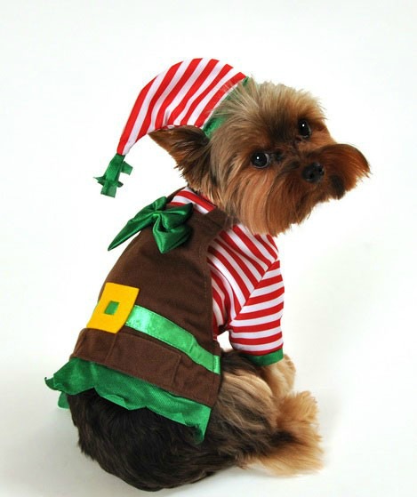 a yorkie celebrating elf style